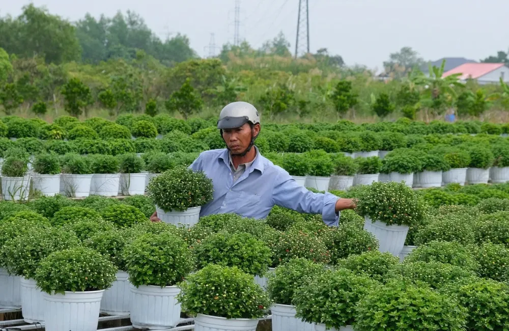 Phòng trị bệnh cúc mâm xôi Hà Lan