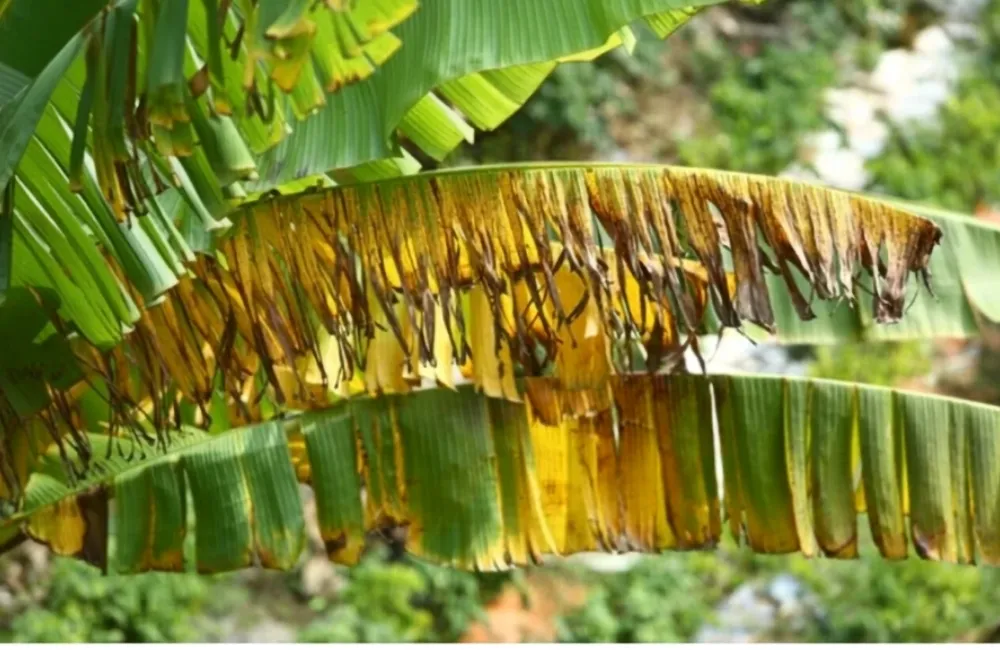 Sâu bệnh trên chuối sứ