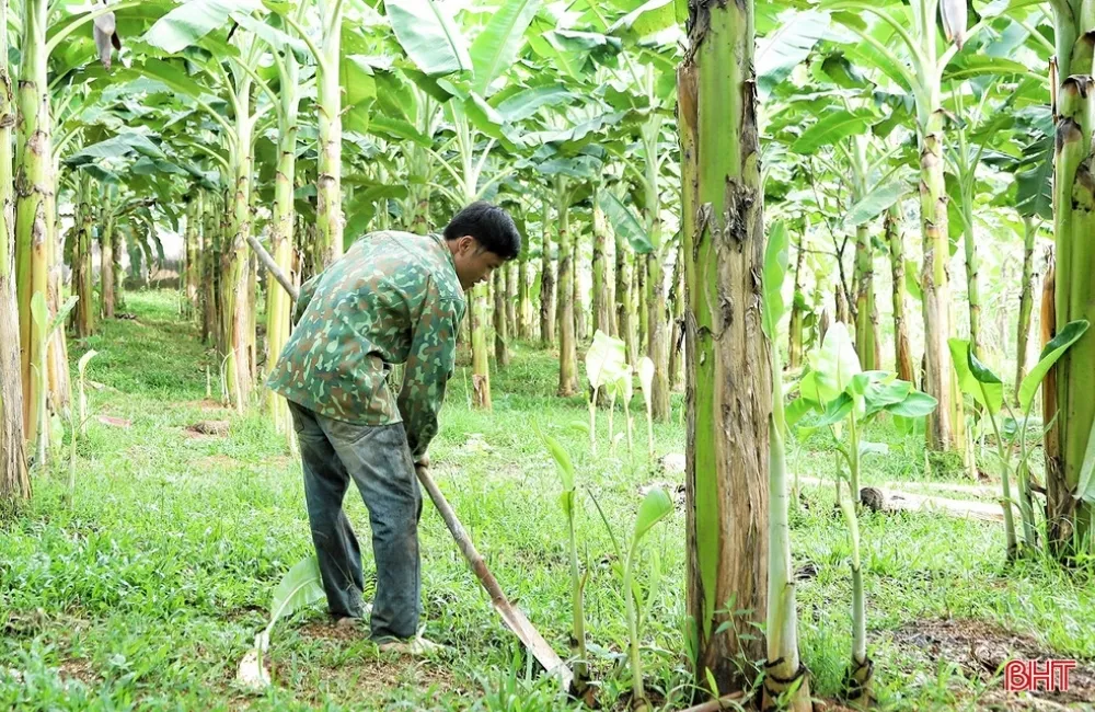 Sâu bệnh trên chuối sứ