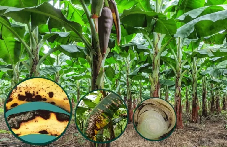 Các loại sâu bệnh trên chuối sứ và cách phòng trừ hiệu quả