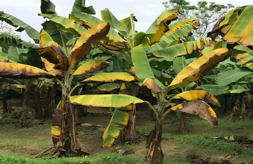 Sâu bệnh trên chuối sứ