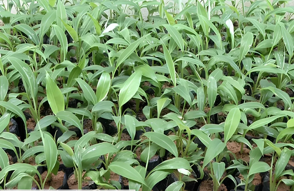 Sâu bệnh trên chuối Tá Quạ