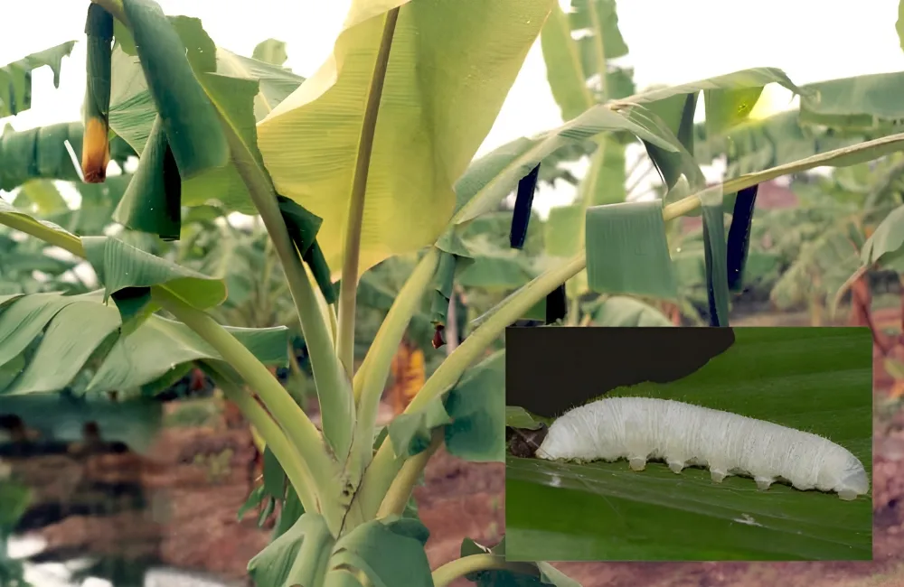 Sâu bệnh trên chuối Tá Quạ