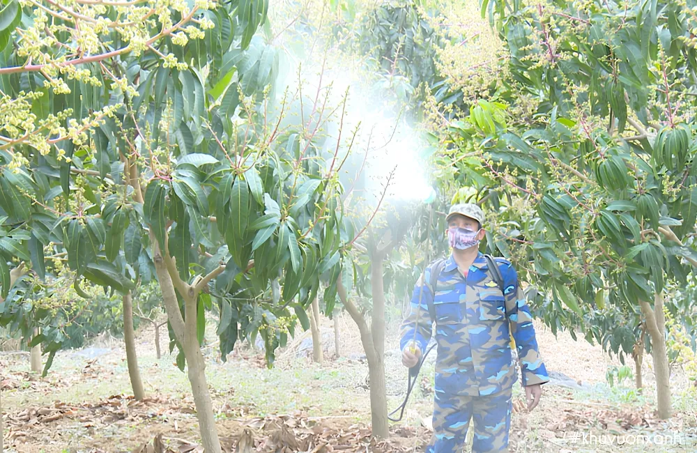 Sâu bệnh trên xoài Alphonso