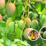 Sâu bệnh trên Xoài Alphonso thường gặp và cách phòng trừ