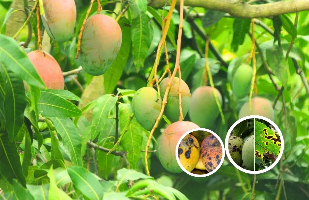 Sâu bệnh trên xoài Alphonso