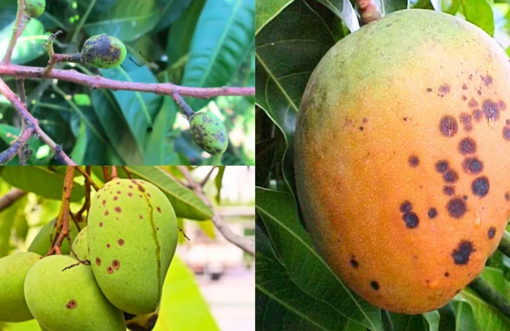 Sâu bệnh trên xoài Alphonso