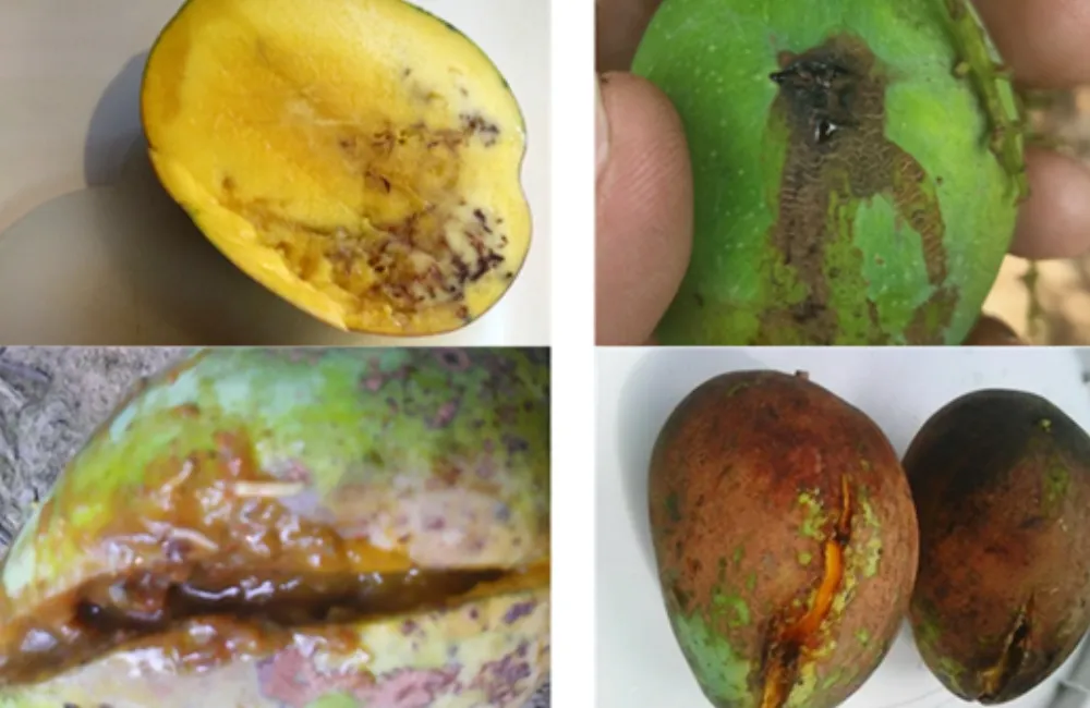 Sâu bệnh trên xoài Alphonso