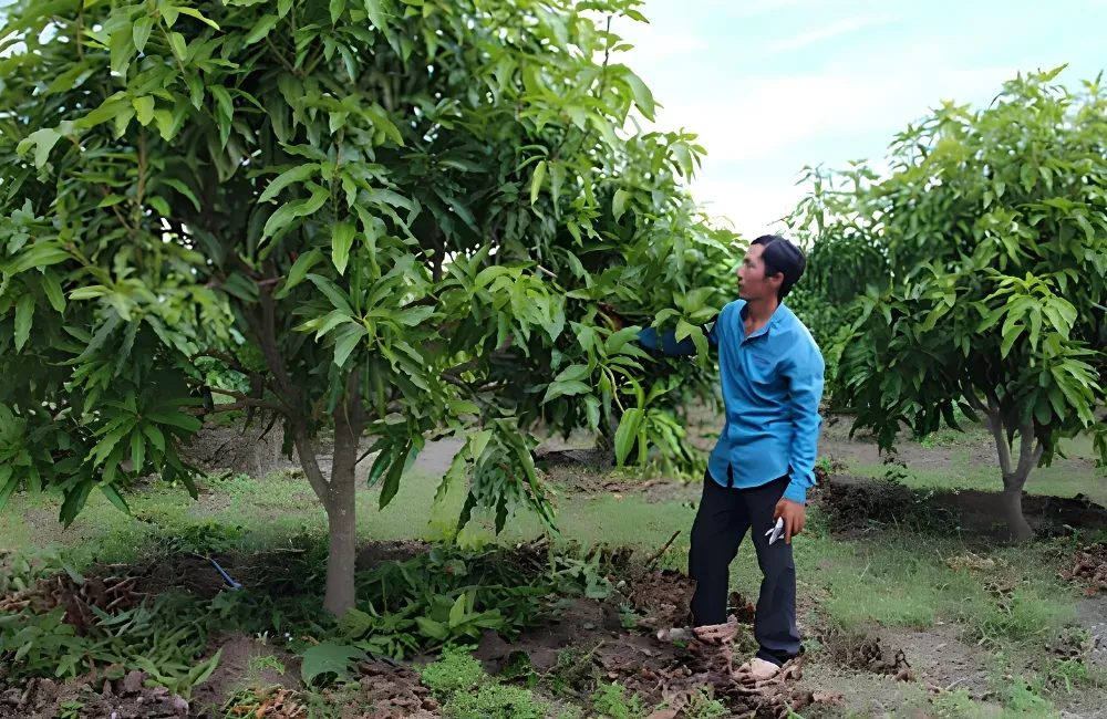 Sâu bệnh trên xoài Carabao