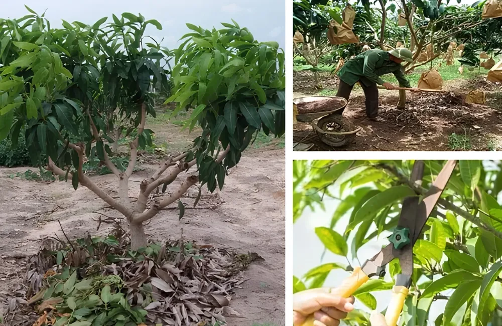 Sâu bệnh trên xoài Carabao
