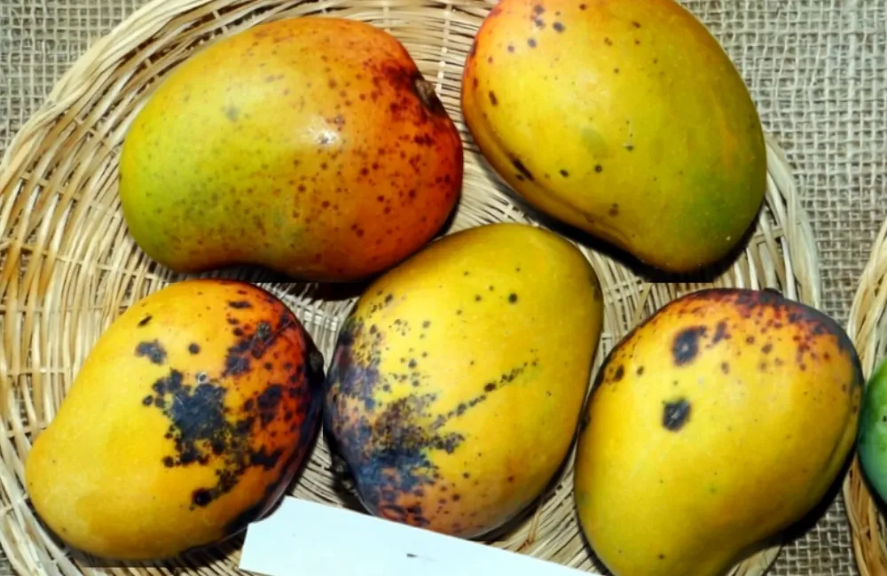 Sâu bệnh trên xoài Carabao
