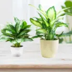 So sánh Vạn Lộc Xanh cấy mô và cây tách bụi - Nên chọn loại nào?