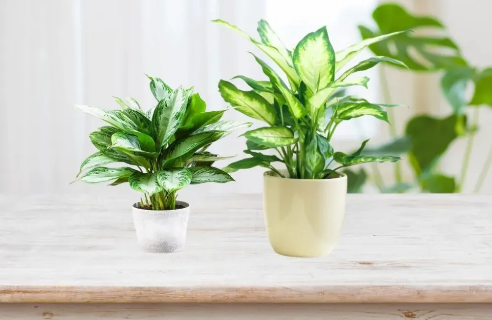 So sánh Vạn Lộc Xanh cấy mô