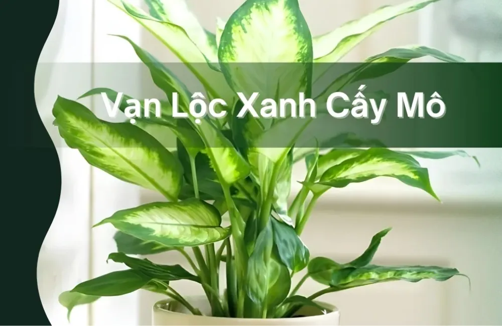 So sánh Vạn Lộc Xanh cấy mô