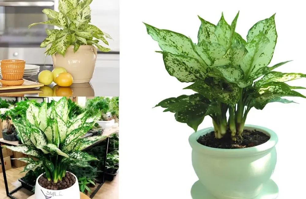 So sánh Vạn Lộc Xanh cấy mô