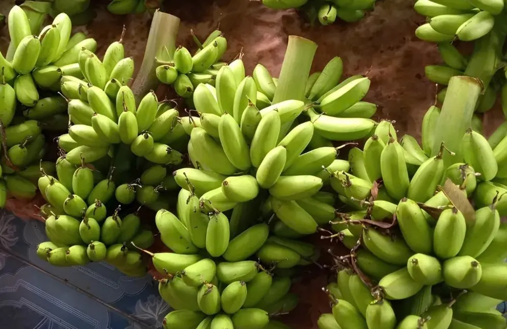 Thu hoạch chuối Cau Mẫn