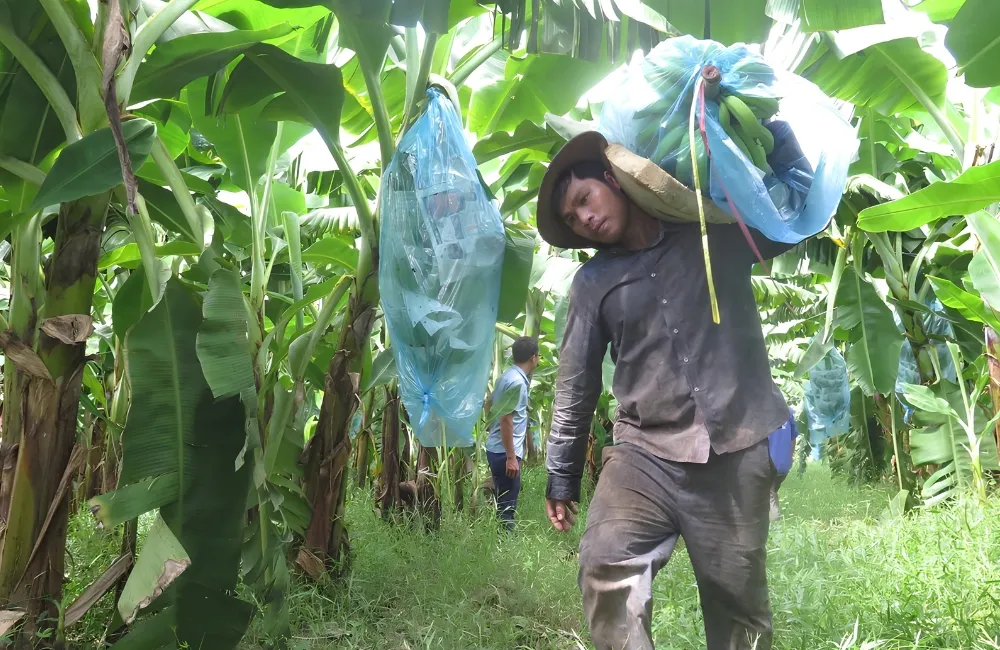 Thu hoạch chuối Cau Mẫn