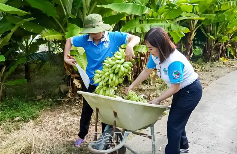 Kỹ thuật thu hoạch chuối Cau Mẫn đúng cách, hạn chế dập quả