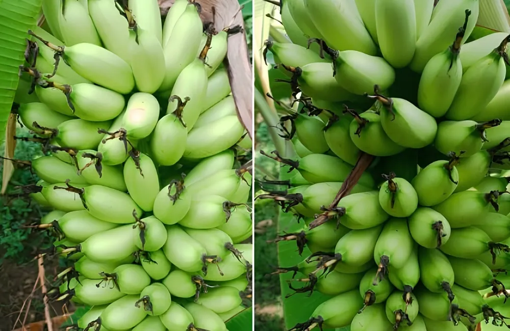Thu hoạch chuối Cau Mẫn