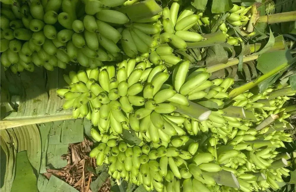 Thu hoạch chuối Cau Mẫn