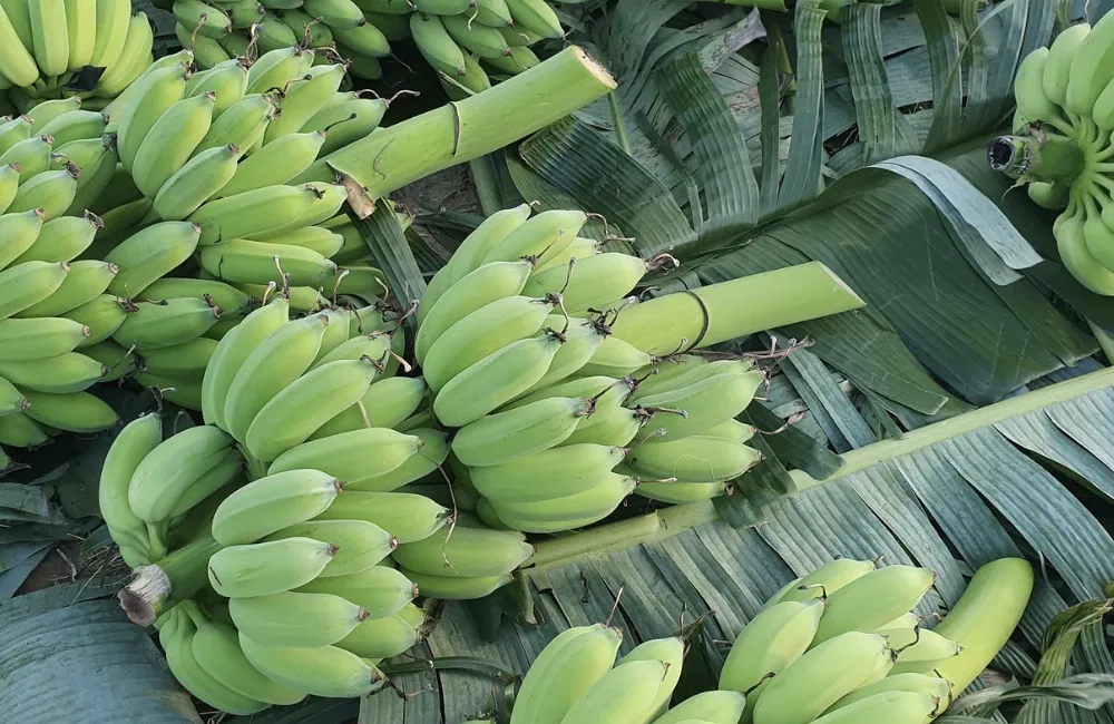 Thu hoạch chuối Mốc