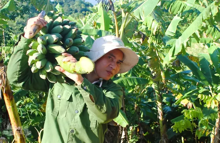 Thu hoạch Chuối Mốc đúng kỹ thuật – Cách bảo quản và chế biến