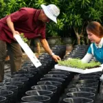 ViGen đồng hành cùng người trồng cúc từ cây giống đến vụ hoa
