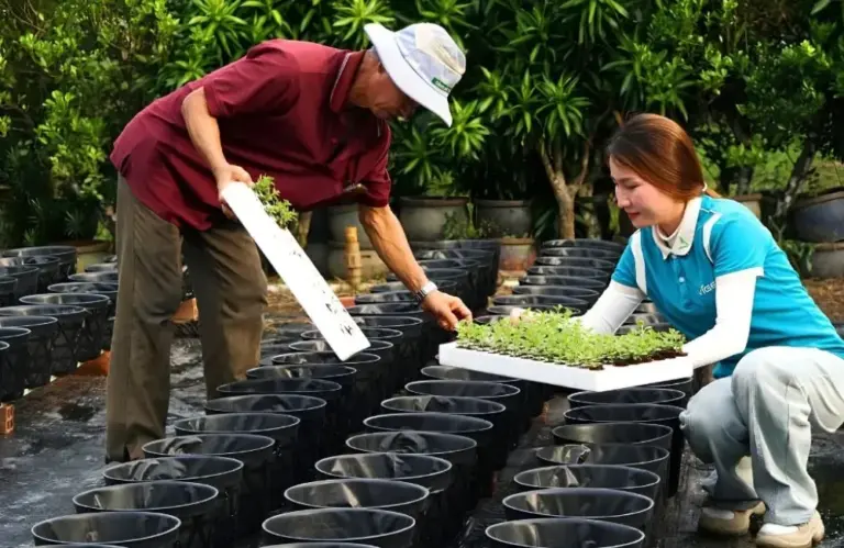 ViGen đồng hành cùng người trồng cúc từ cây giống đến vụ hoa