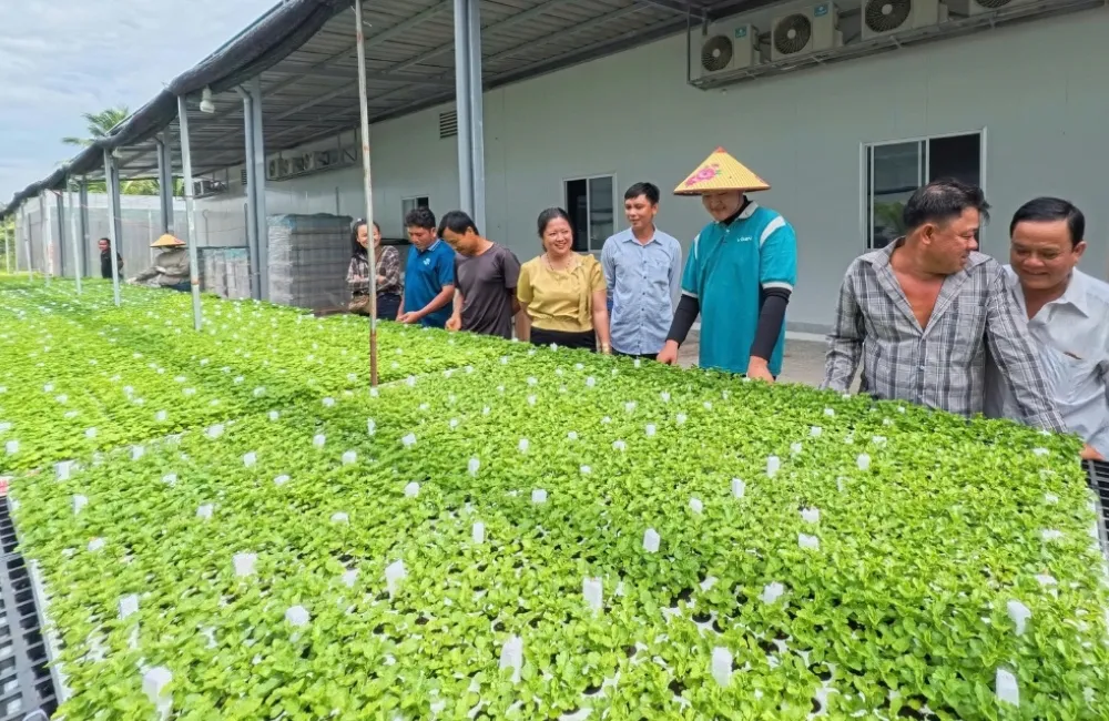 ViGen đồng hành cùng người trồng cúc