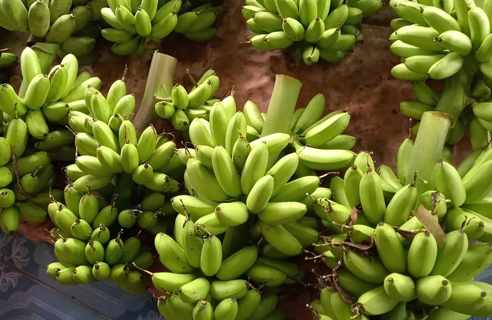 Bảo quản chuối Cau Mẫn