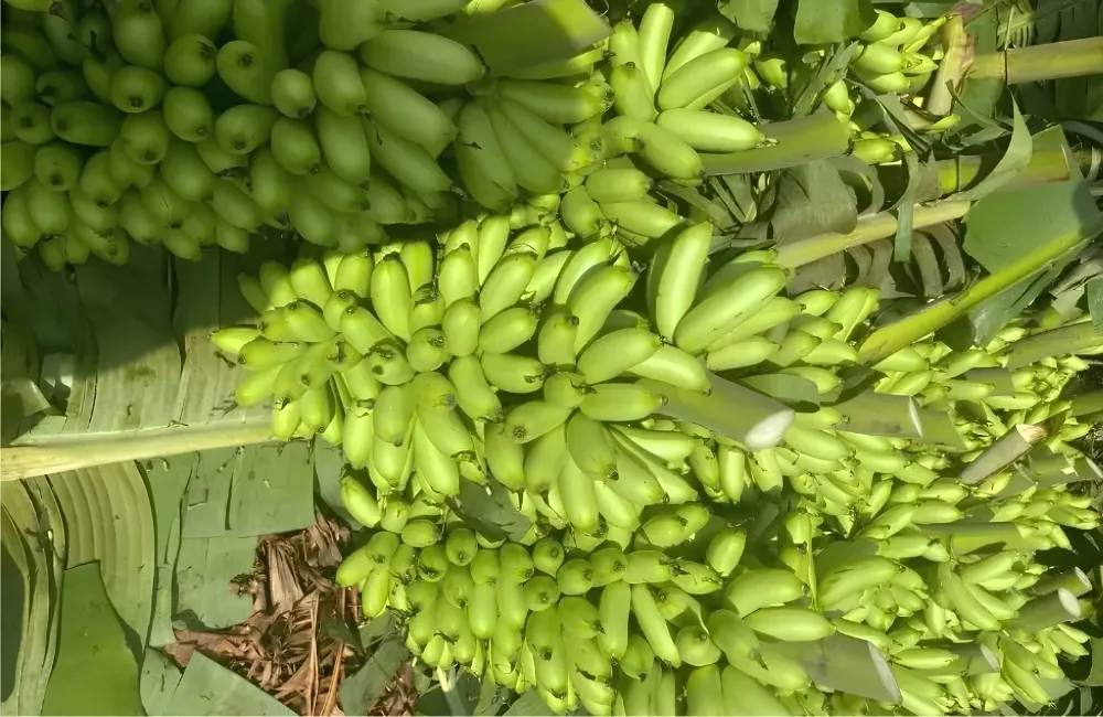 Bảo quản chuối Cau Mẫn