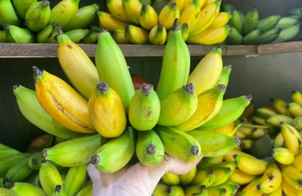 Bảo quản chuối Cau Mẫn