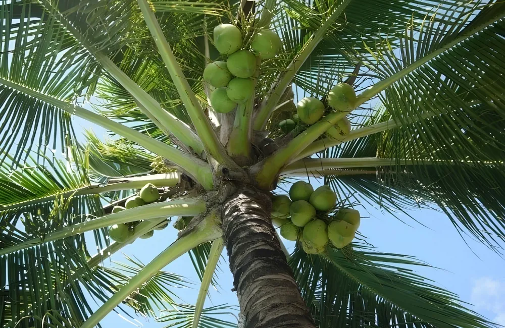 Bệnh thường gặp trên cây dừa Ta
