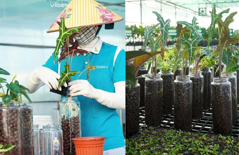 Cách chăm sóc Alocasia Nobilis