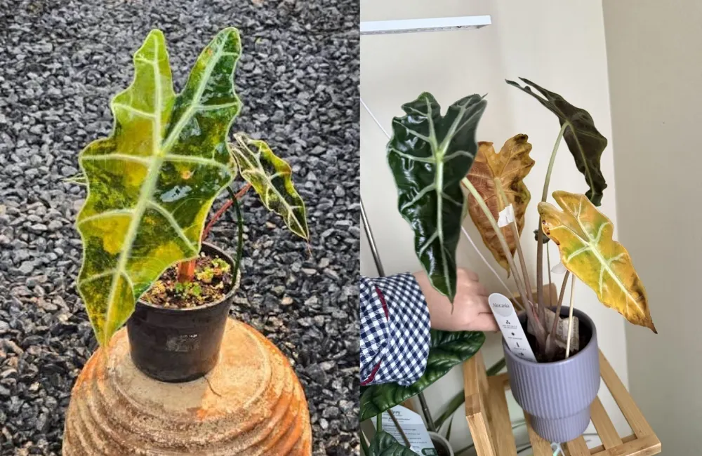 Cách chăm sóc Alocasia Nobilis