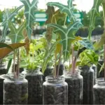 Cách chăm sóc Alocasia Nobilis cấy mô giúp cây khỏe, lá đẹp