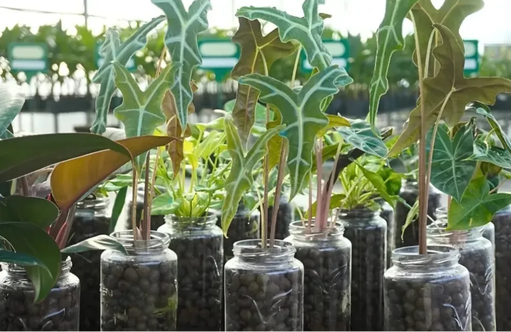 Cách chăm sóc Alocasia Nobilis