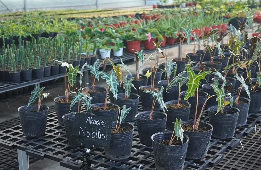 Cách chăm sóc Alocasia Nobilis