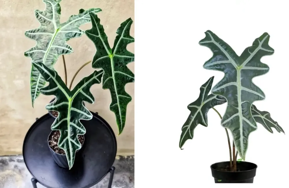 Cách chăm sóc Alocasia Nobilis