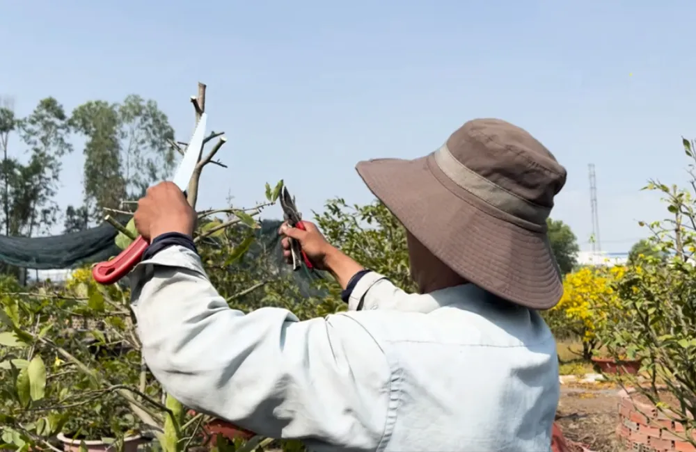 Cách tạo tán cây mai vàng
