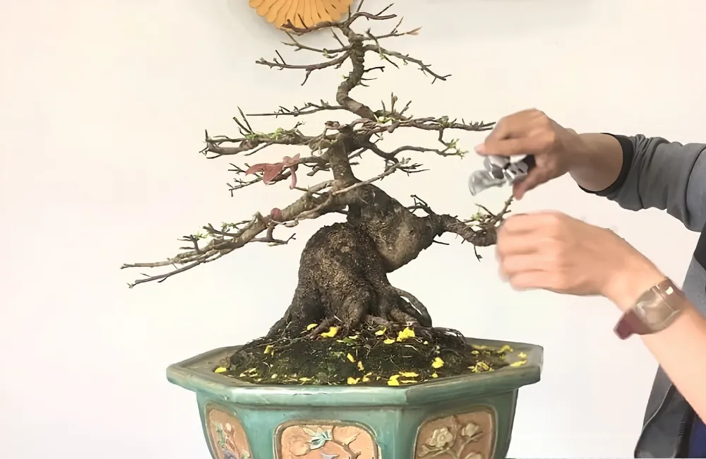Cách tạo tán cây mai vàng
