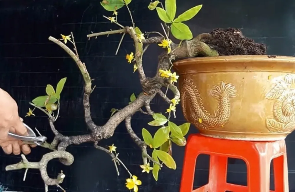 Cách tạo tán cây mai vàng