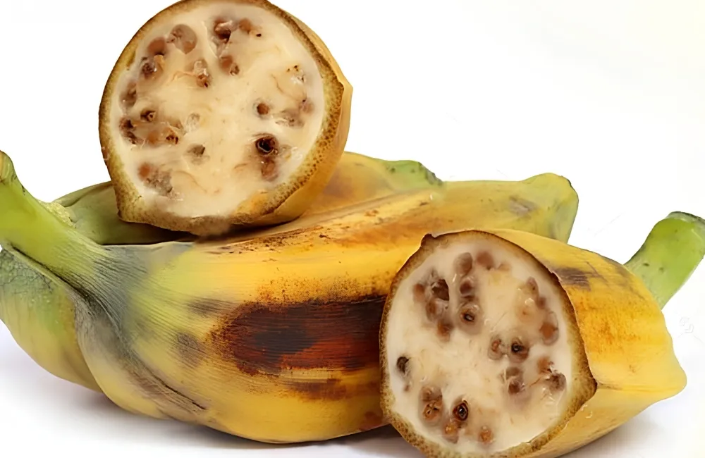 Cách thu hoạch chuối Hột