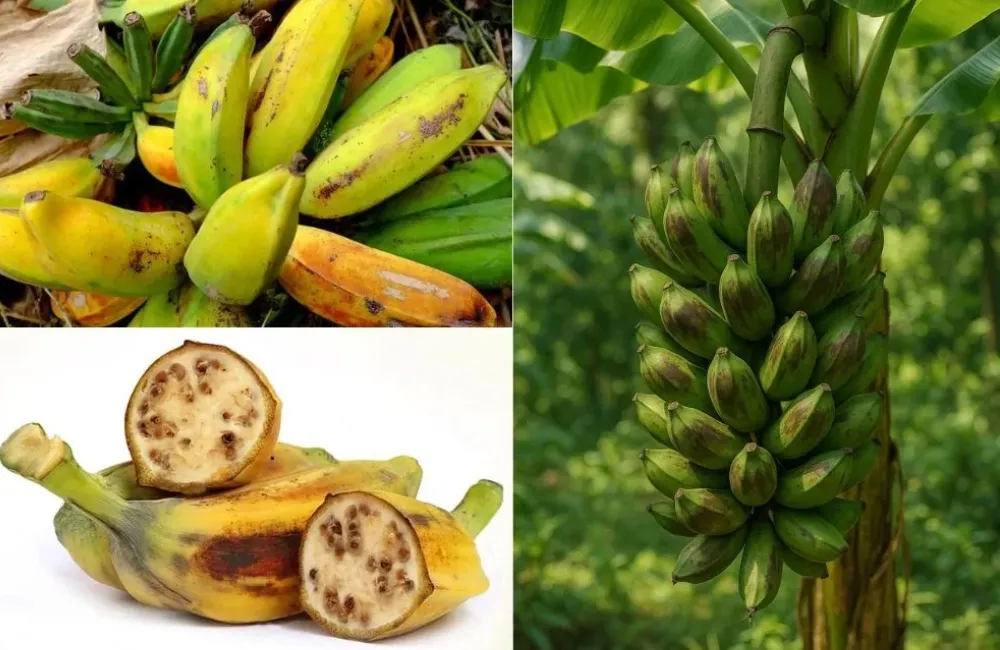 Cách thu hoạch chuối Hột