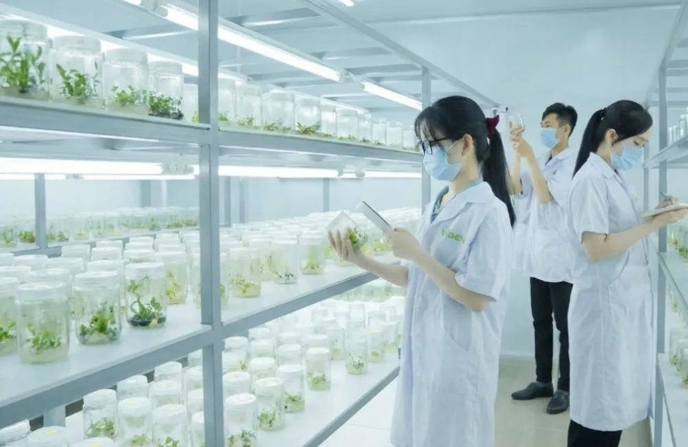 Cây giống cấy mô công nghệ cao tại ViGen