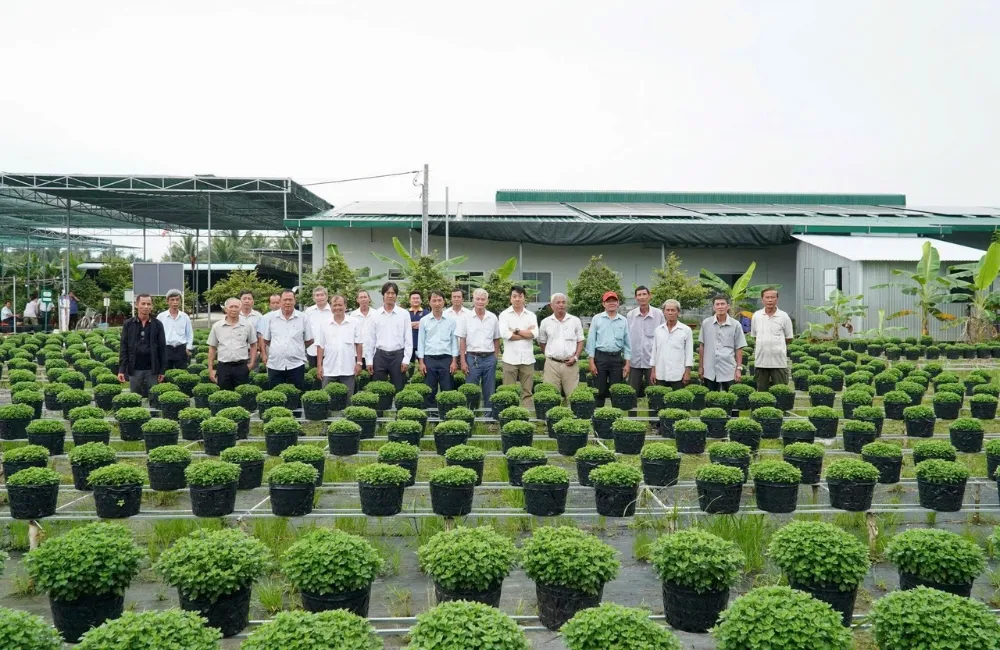 Cây giống cấy mô công nghệ cao tại ViGen