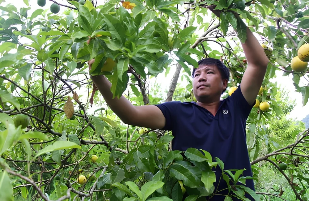 Chăm sóc cây vú sữa Hoàng Kim