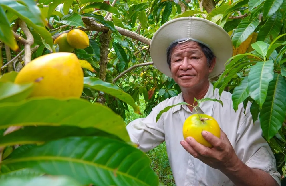 Chăm sóc cây vú sữa Hoàng Kim