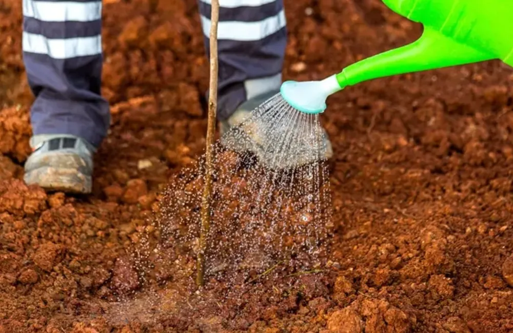 Chăm sóc cây vú sữa Hoàng Kim