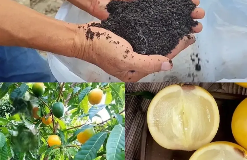 Chăm sóc cây vú sữa Hoàng Kim
